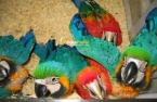 macaw parrots, cockatoos, Grey parrots, Amazo